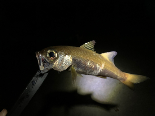 ムツの釣果