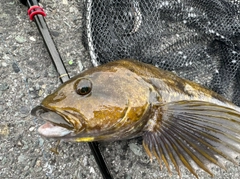 アイナメの釣果