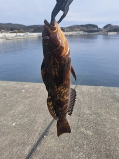 アイナメの釣果