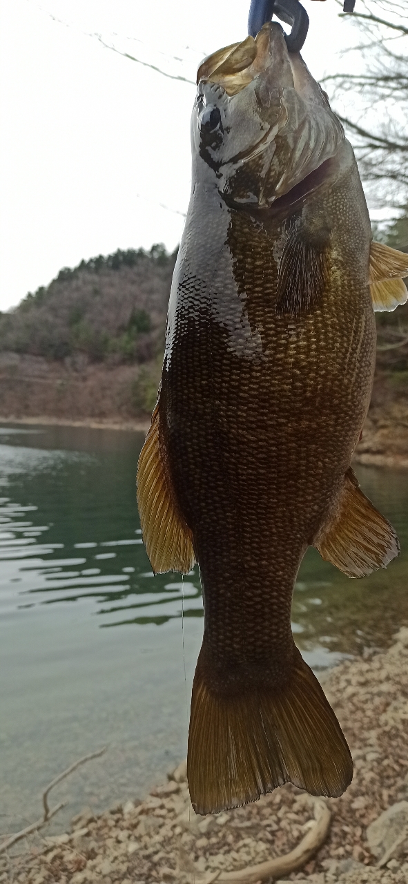 スモールマウスバス