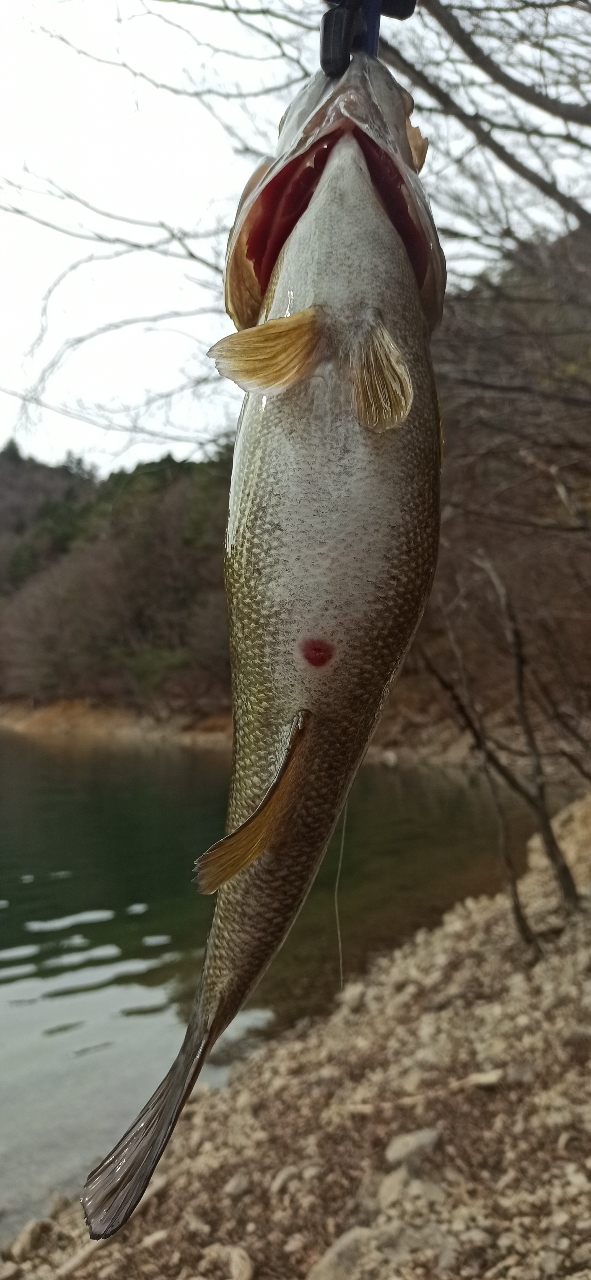 スモールマウスバス