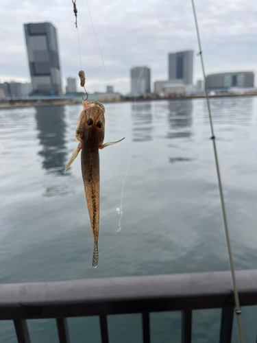 マハゼの釣果