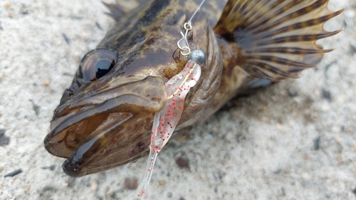 ベッコウゾイの釣果