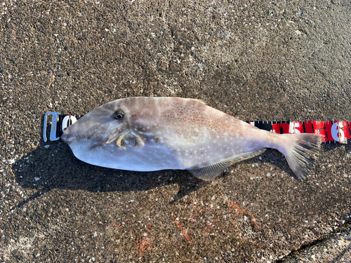 ウスバハギの釣果