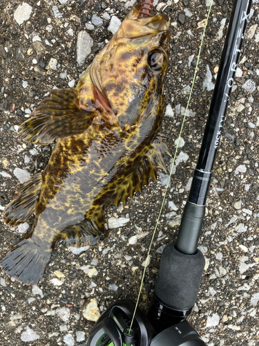 タケノコメバルの釣果