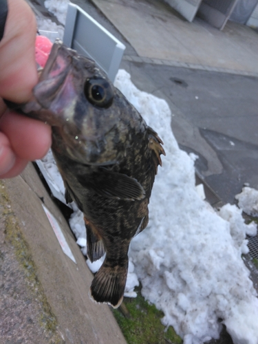 クロソイの釣果