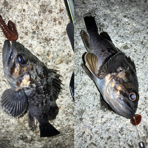 タケノコメバルの釣果