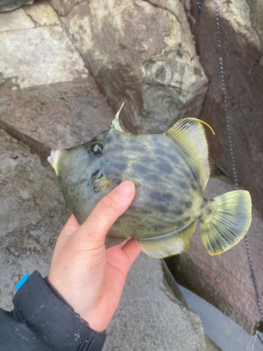 カワハギの釣果