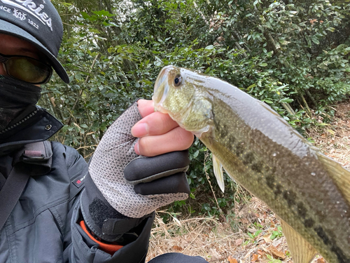 ラージマウスバスの釣果