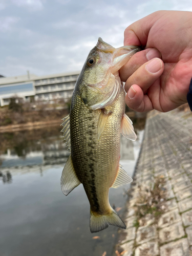 ラージマウスバスの釣果