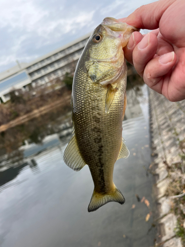 ラージマウスバスの釣果