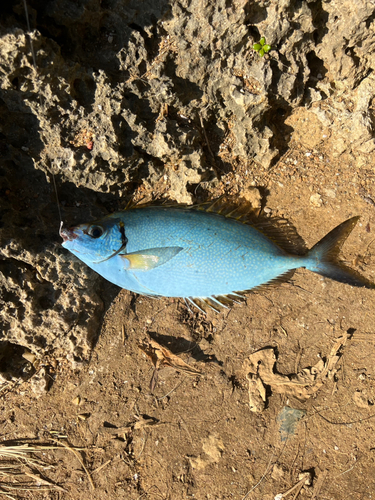 アイゴの釣果