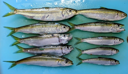 カタボシイワシの釣果