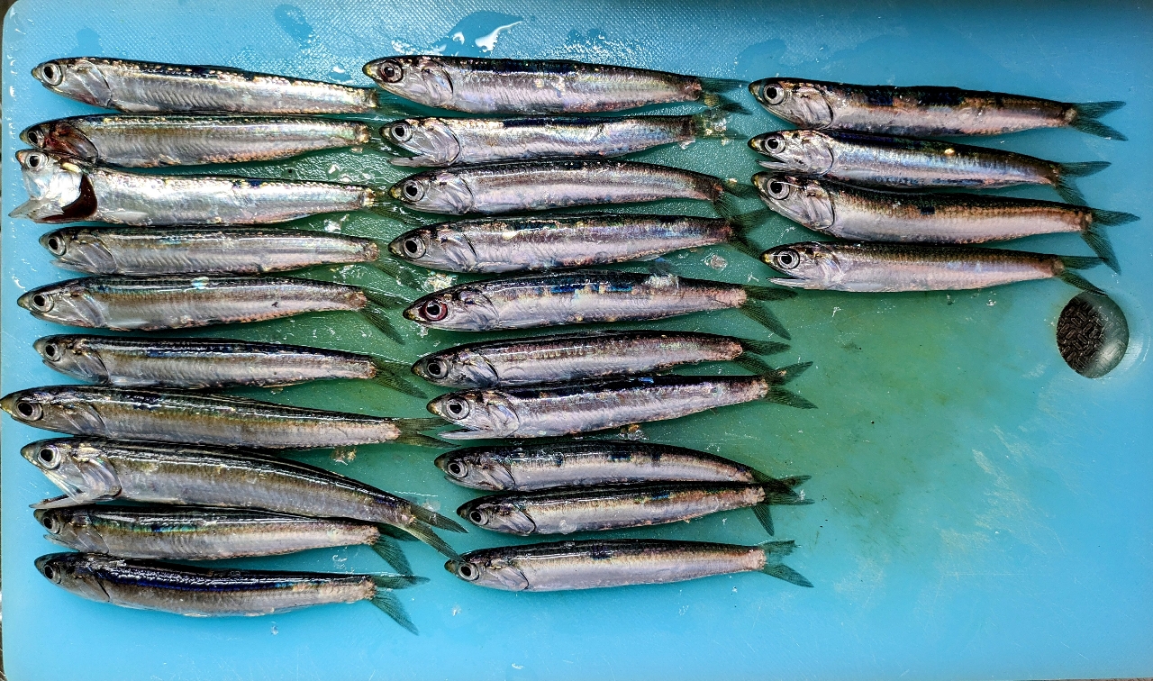 カタボシイワシ