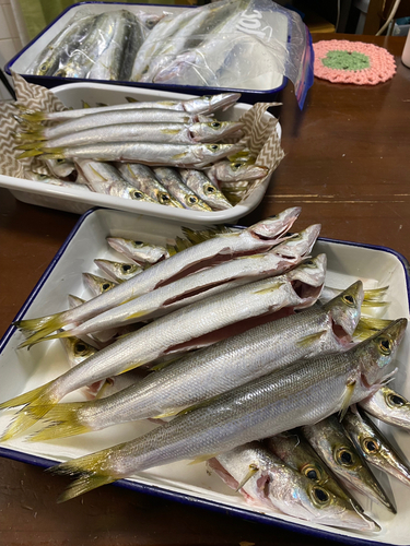 カマスの釣果