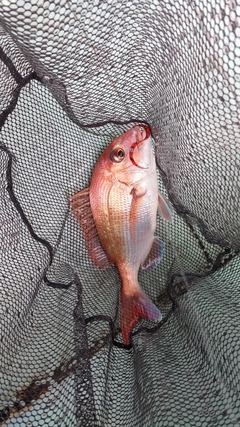 マダイの釣果