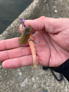 シタビラメの釣果