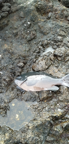 クチブトグレの釣果