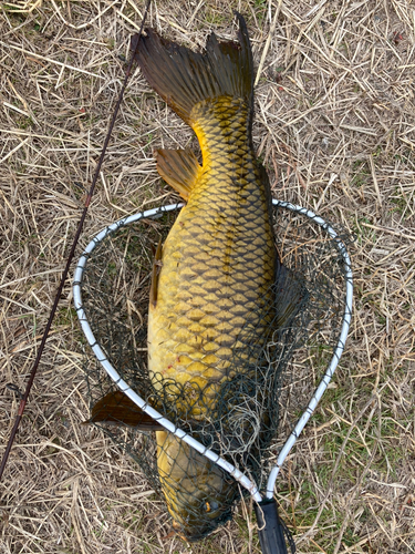 コイの釣果