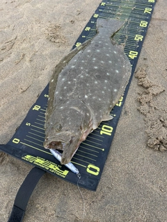 ヒラメの釣果