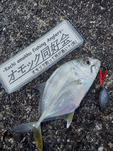 メッキの釣果