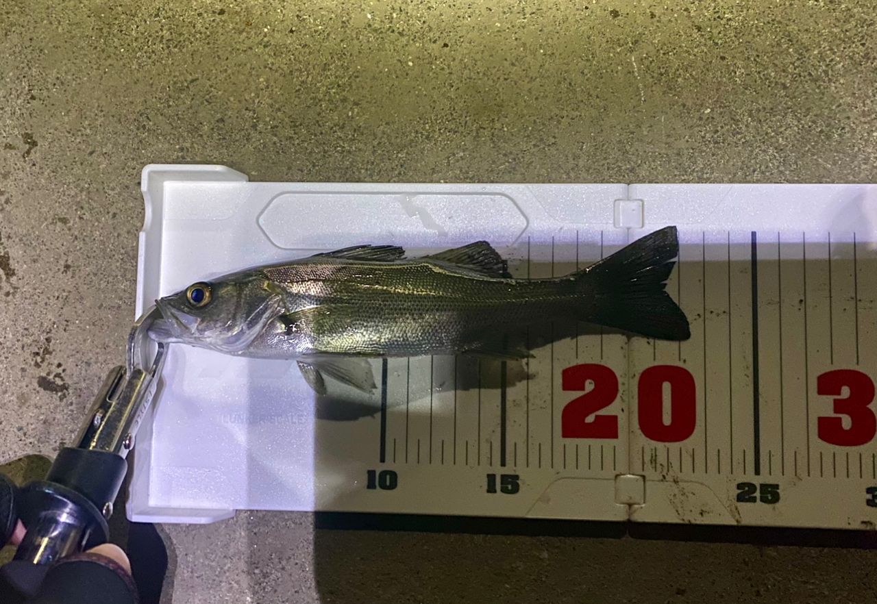 セイゴ（マルスズキ）