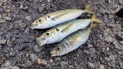 アオアジの釣果