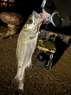 セイゴ（マルスズキ）の釣果