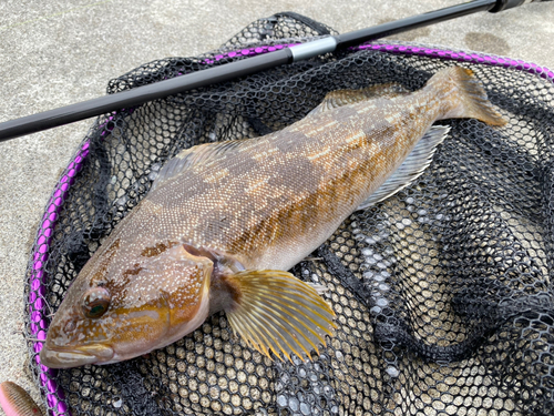 アイナメの釣果