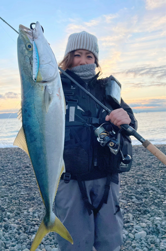 ワラサの釣果