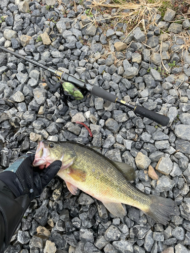 ラージマウスバスの釣果