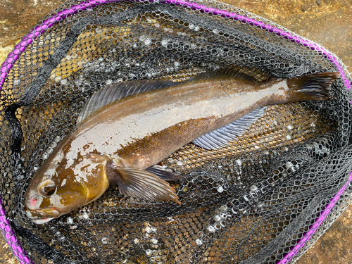 アイナメの釣果