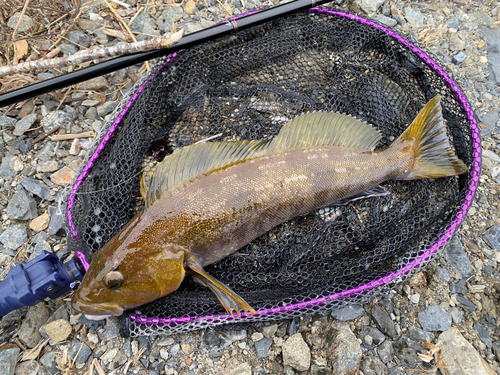 アイナメの釣果