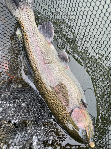 ニジマスの釣果