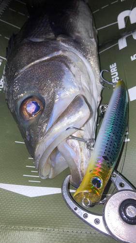 シーバスの釣果