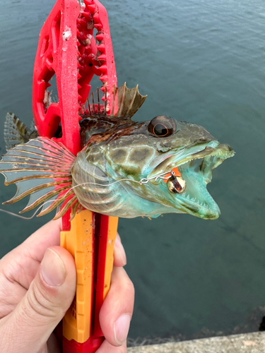 ハゼの釣果