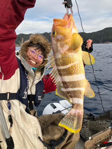 アオスジハタの釣果