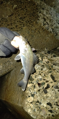 セイゴ（タイリクスズキ）の釣果