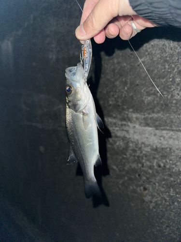 スズキの釣果