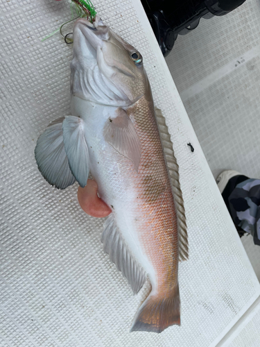 シロアマダイの釣果