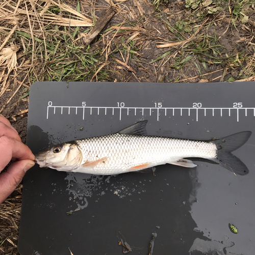 ニゴイの釣果