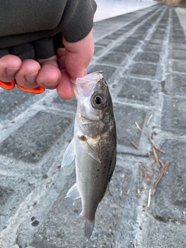 セイゴ（マルスズキ）の釣果