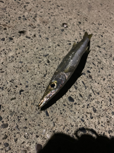 アカカマスの釣果