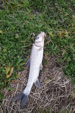 ニゴイの釣果