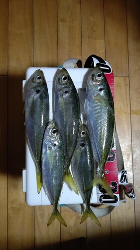 マアジの釣果