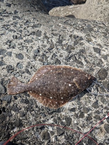 カレイの釣果