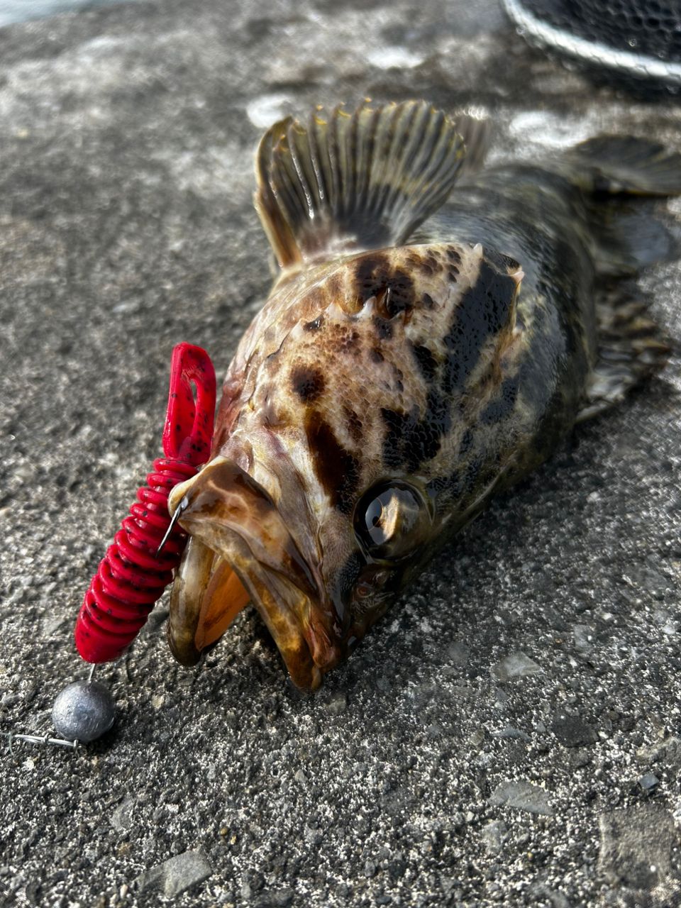 タケノコメバル