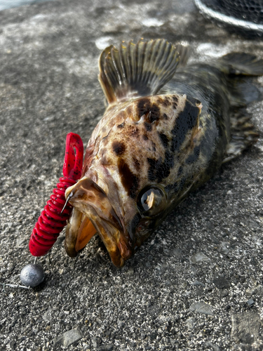 タケノコメバルの釣果