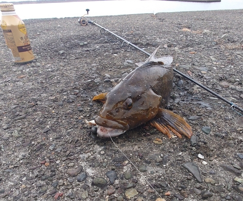 アイナメの釣果