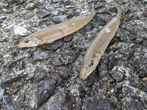 キスの釣果